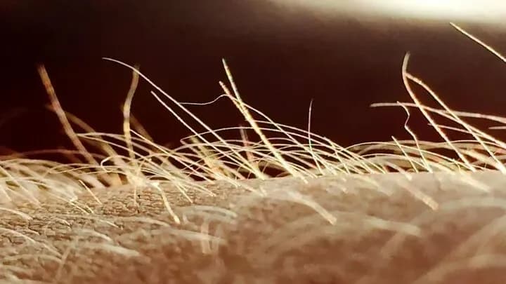 آیا خارش یک اندام حسی مستقل در بدن انسان دارد؟