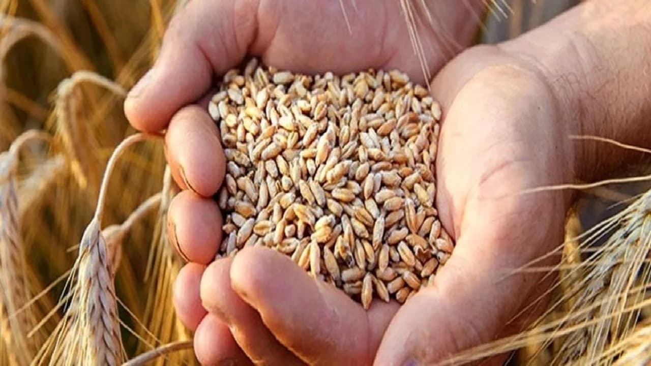 آیا نرخ گندم و نان آزاد میشود؟ جزئیات اجرای طرح