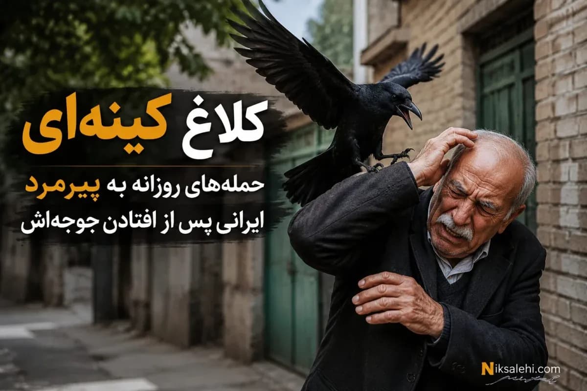 ماجرای حمله کلاغ به پیرمرد ایرانی و سوءتفاهم عجیب