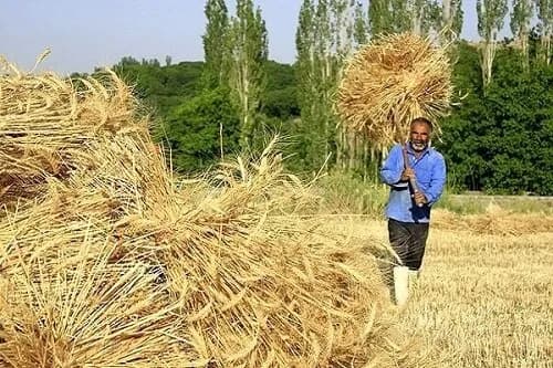 وعده دولت: تسویه کامل با گندمکاران تا پایان شهریور