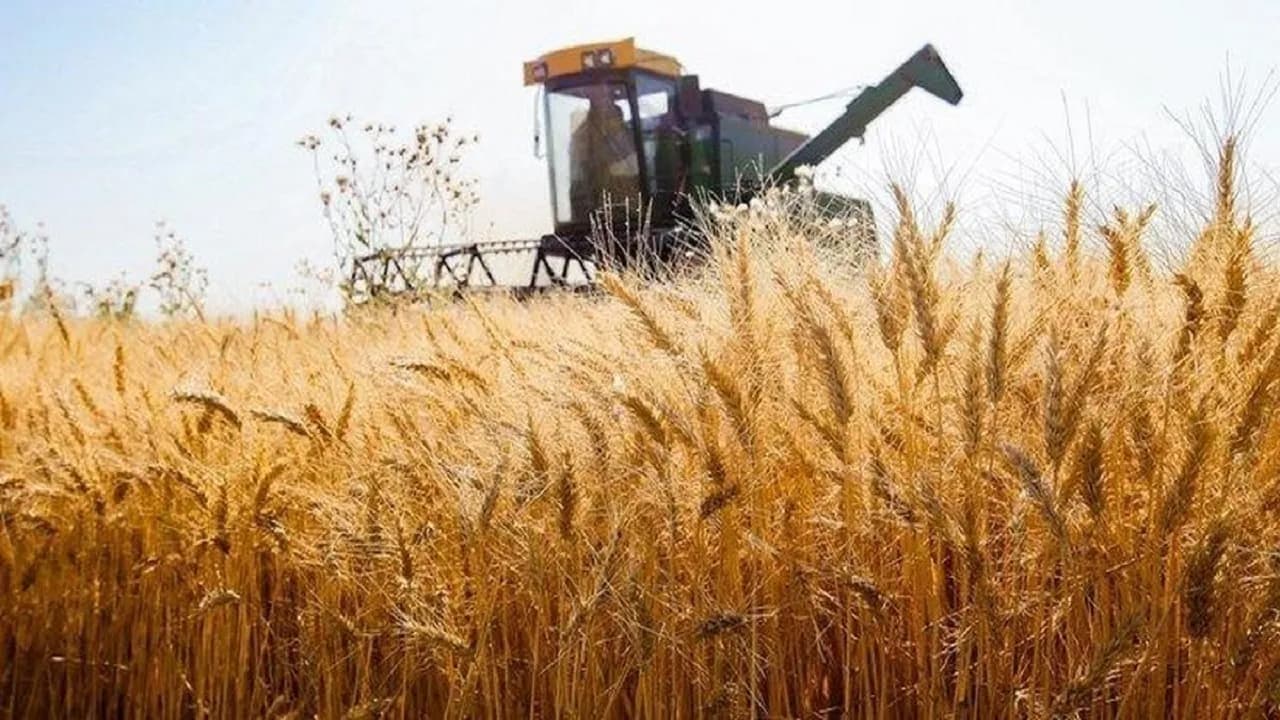 افزایش چشمگیر خرید گندم به ۸.۳ میلیون تن در سال جاری