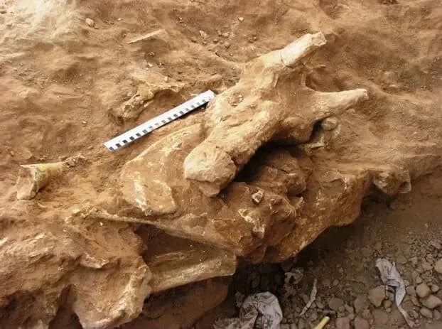 نقشه جدید حفاظت از فسیلهای ایران رونمایی شد