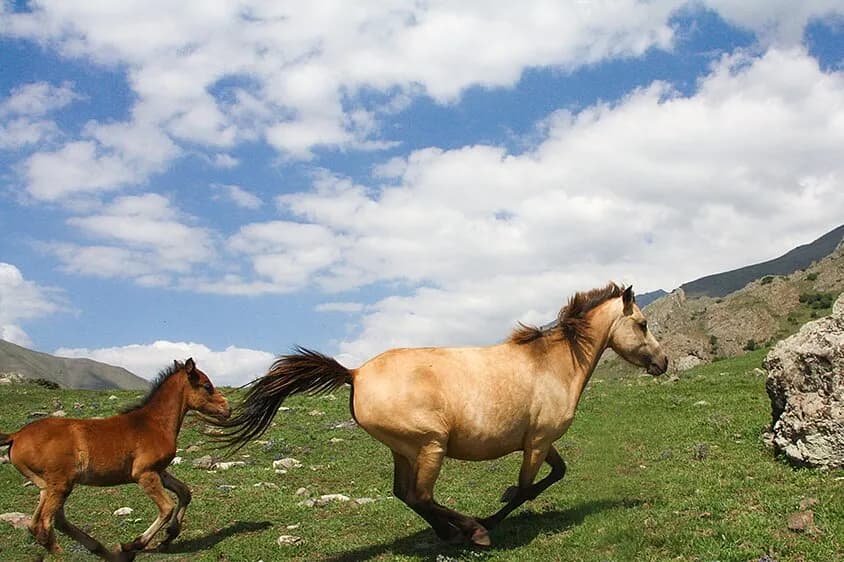 تصاویری شگفت انگیز از تابستان کوهستانی چالوس که شما را حیرت زده میکند