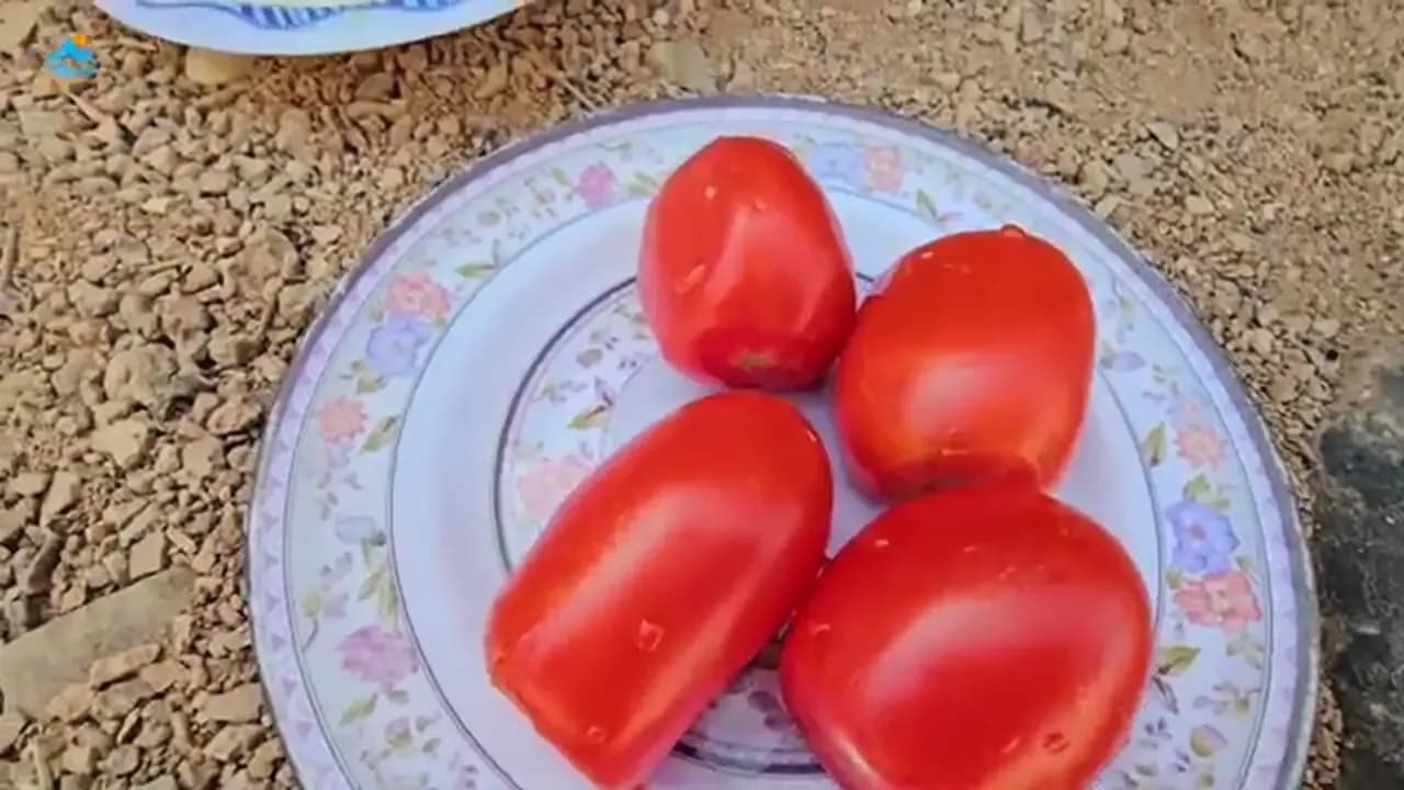 ویدیو| آموزش پخت نان سنتی فطیر توسط پیرمرد و پیرزن افغان