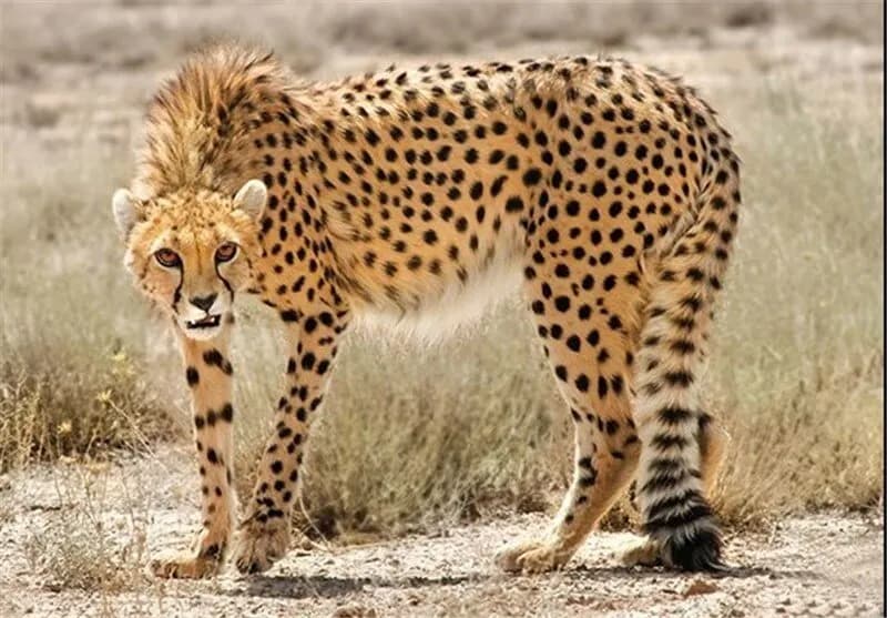 بازگشت یوز ایرانی به طبیعت + اینفوگرافیک جذاب