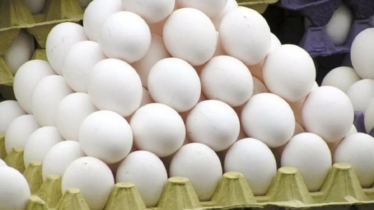 تولید ماهانه ۱۱۵ هزار تن تخم مرغ؛ بررسی آمار نیمه دوم سال