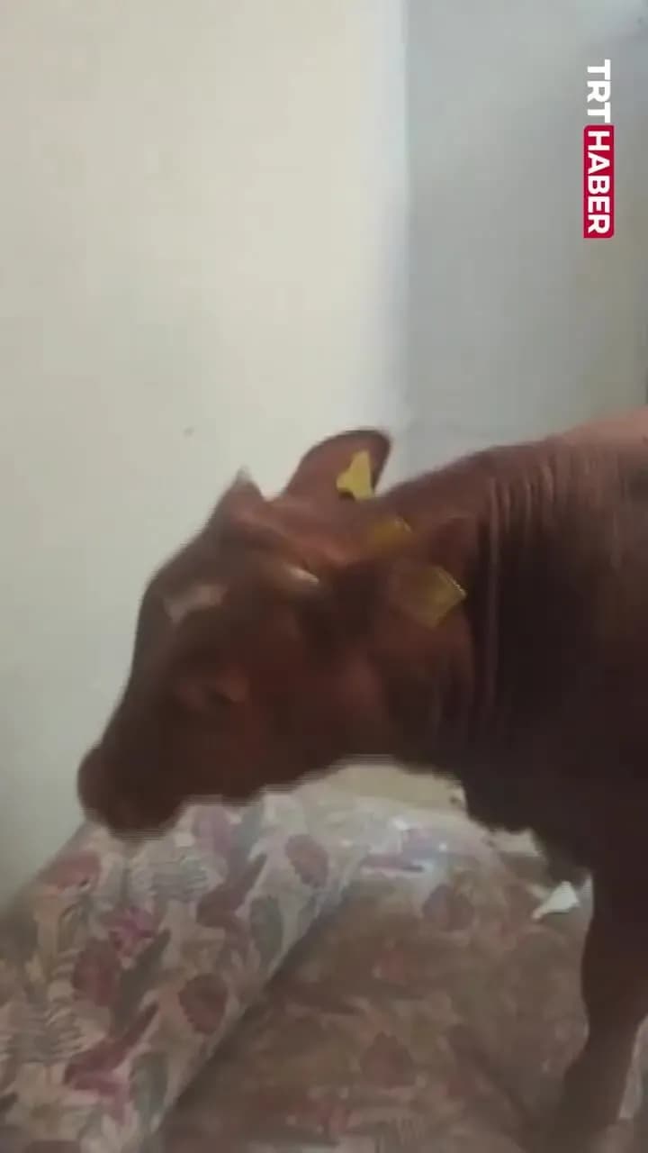 سقوط شگفت انگیز گاو نر به داخل خانه!