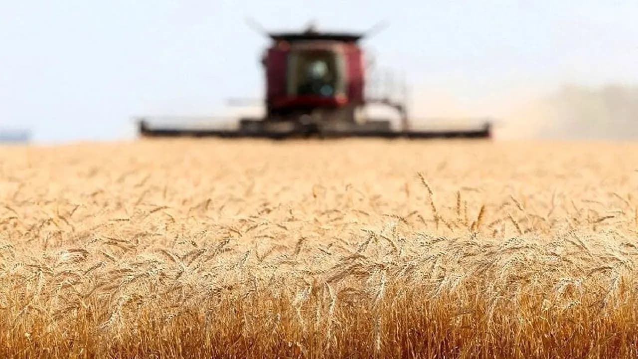 قیمت منطقی خرید تضمینی گندم اعلام شد؛ هر کیلو ۸۵ هزار تومان