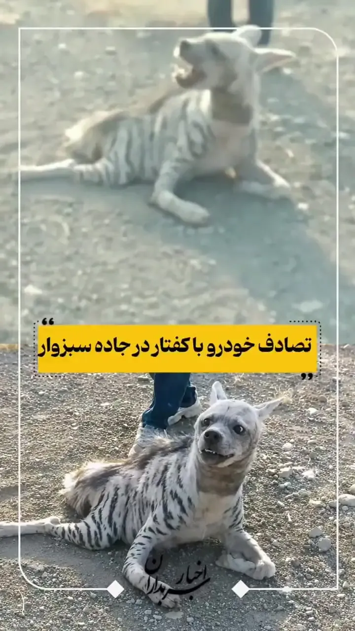 ببینید؛ تصادف دلخراش خودرو با یک کفتار در جاده