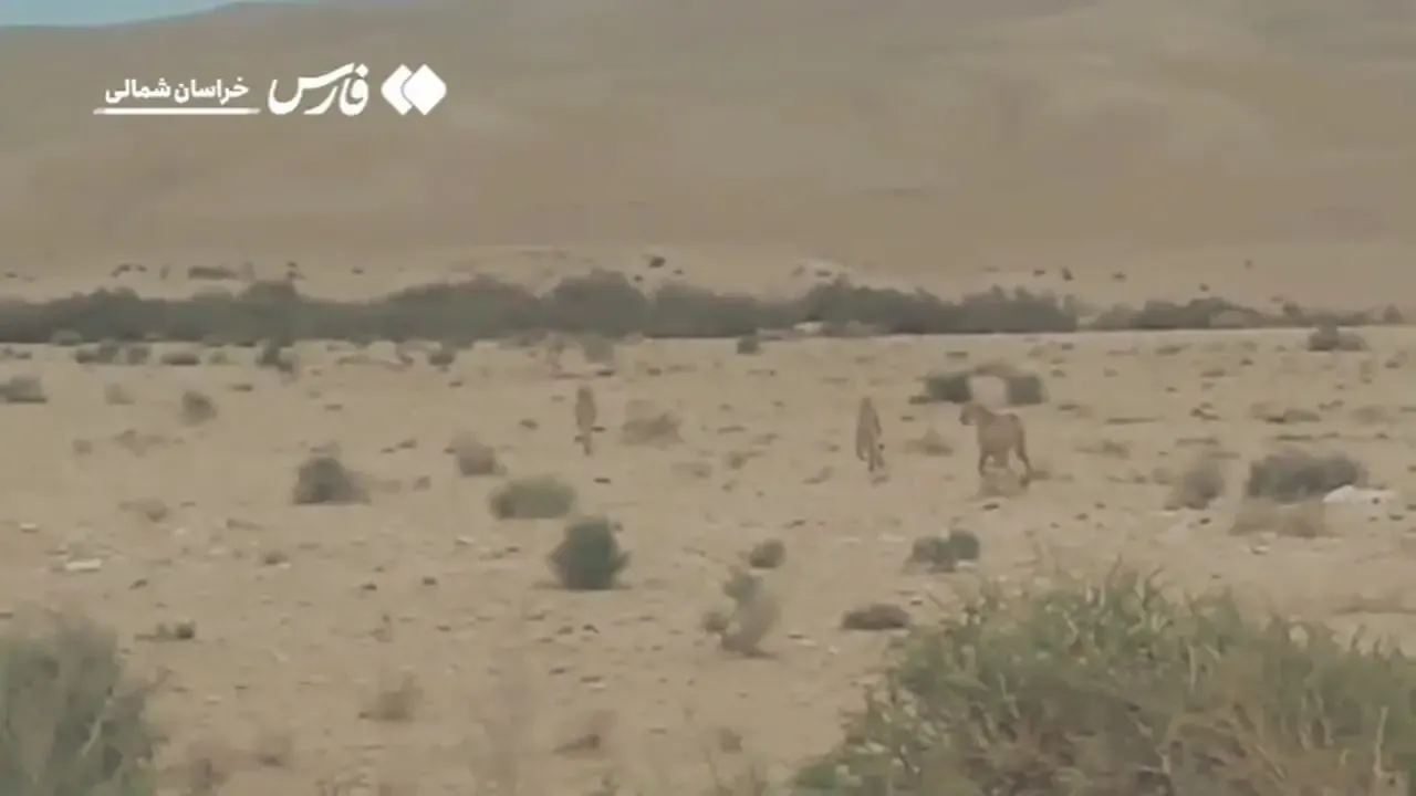 مشاهده سه قلاده یوزپلنگ در گرمه؛ تصاویر دیدنی از حیات وحش