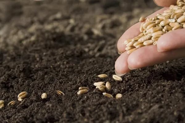 بررسی بهای خرید تضمینی گندم در کمیسیون تخصصی شورای قیمت گذاری