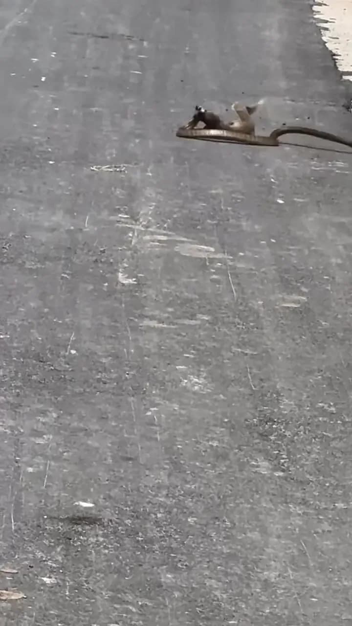 ببینید؛ نبرد دیدنی خدنگ با مار و لحظه شکار نفس گیر