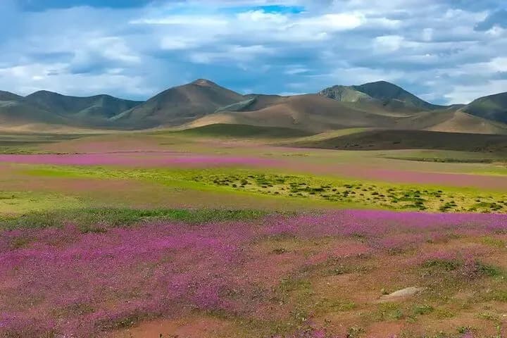 ال نینو چگونه خشک ترین بیابان دنیا را به دریایی از گل تبدیل کرد؟