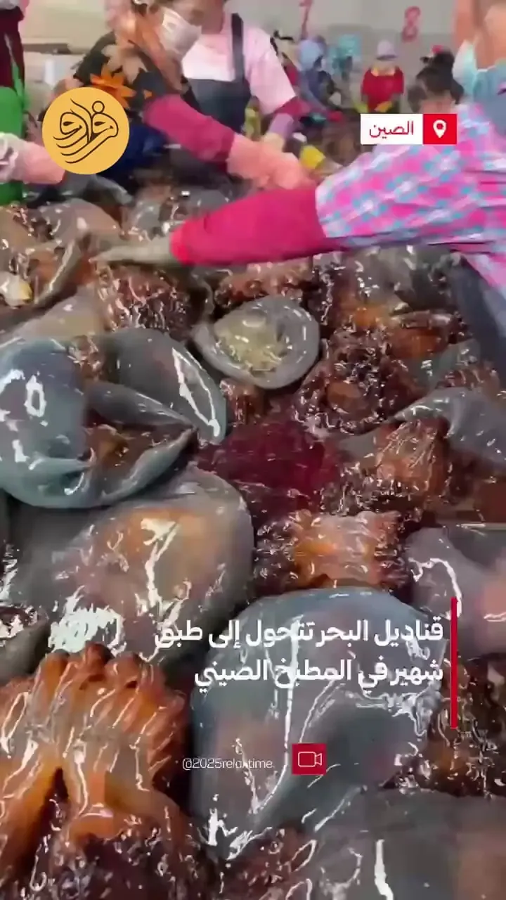 ببینید | صید عروس دریایی برای تهیه یک سالاد متفاوت و جذاب