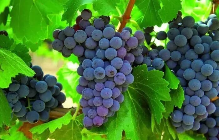 خواص انگور ناشتا چیست؟ از کنترل فشار خون تا کمک به لاغری